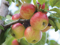 Uttwiler Spätlauber